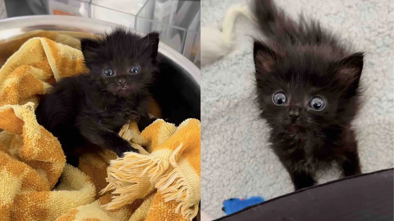 California Animal Lovers Rescue a ‘Ten-Day-Old’ Kitten Only to Discover a Clever, Older Feline Fighter