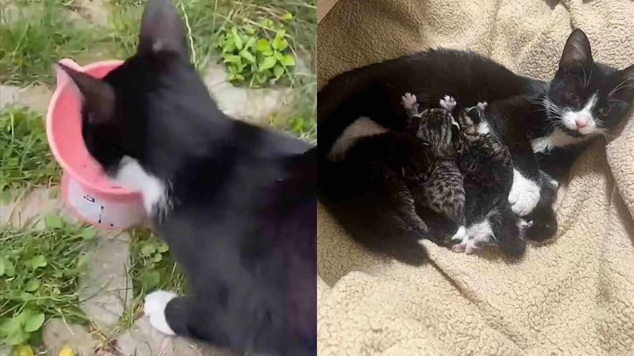 Cat in Québec Wins Hearts After Leading Rescuer to Her Precious Kittens Hidden in a Large Bin