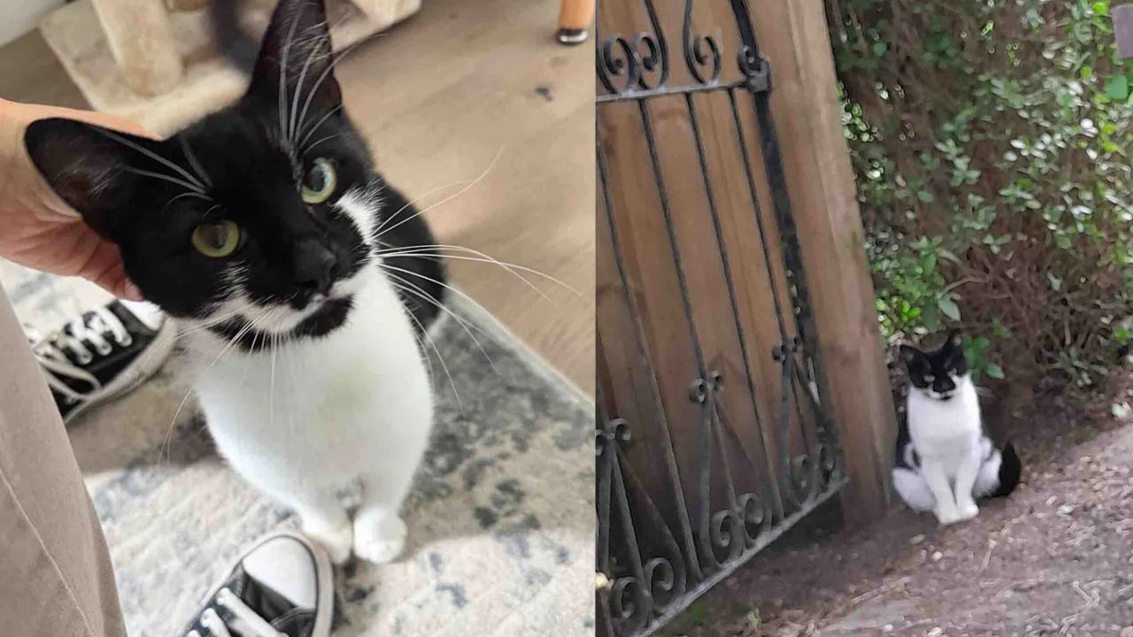 After Months of Waiting, Rescuers in England Finally Saved a Stray Cat and Her Kittens from the Streets