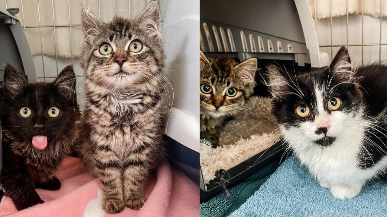 Abandoned Kittens Found Wandering in California Garden – Locals Rally to Change Their Lives Forever