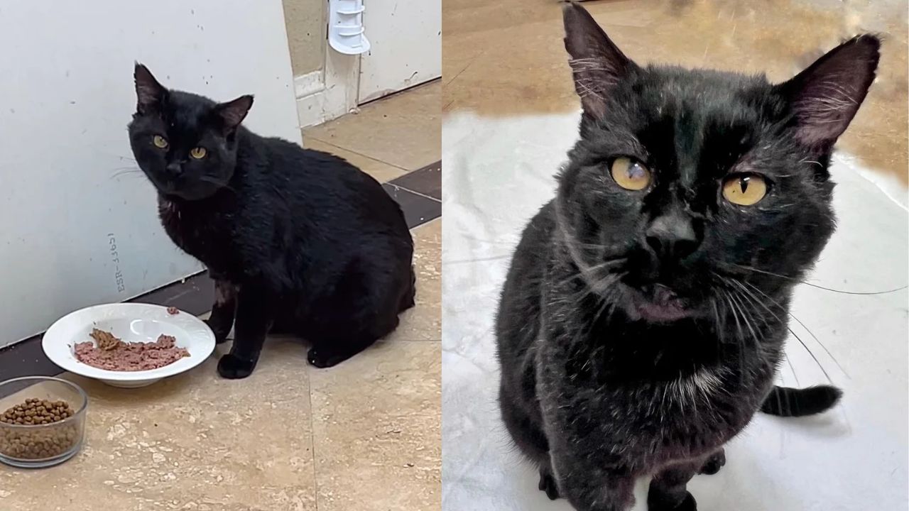 Backyard Cat in Nevada Turns Into Adorable ‘Teddy Bear Couch Potato’ After Finding His Forever Home