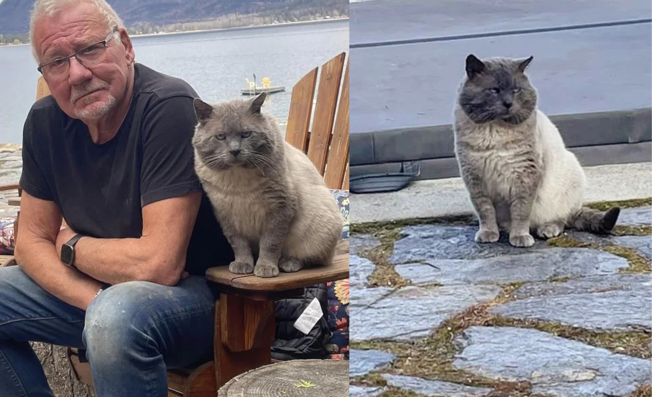 British Columbia Man Who Never Liked Cats Finds His Heart Completely Stolen by Grumpy Looking Cat with Big Cheeks and Droopy Eyes