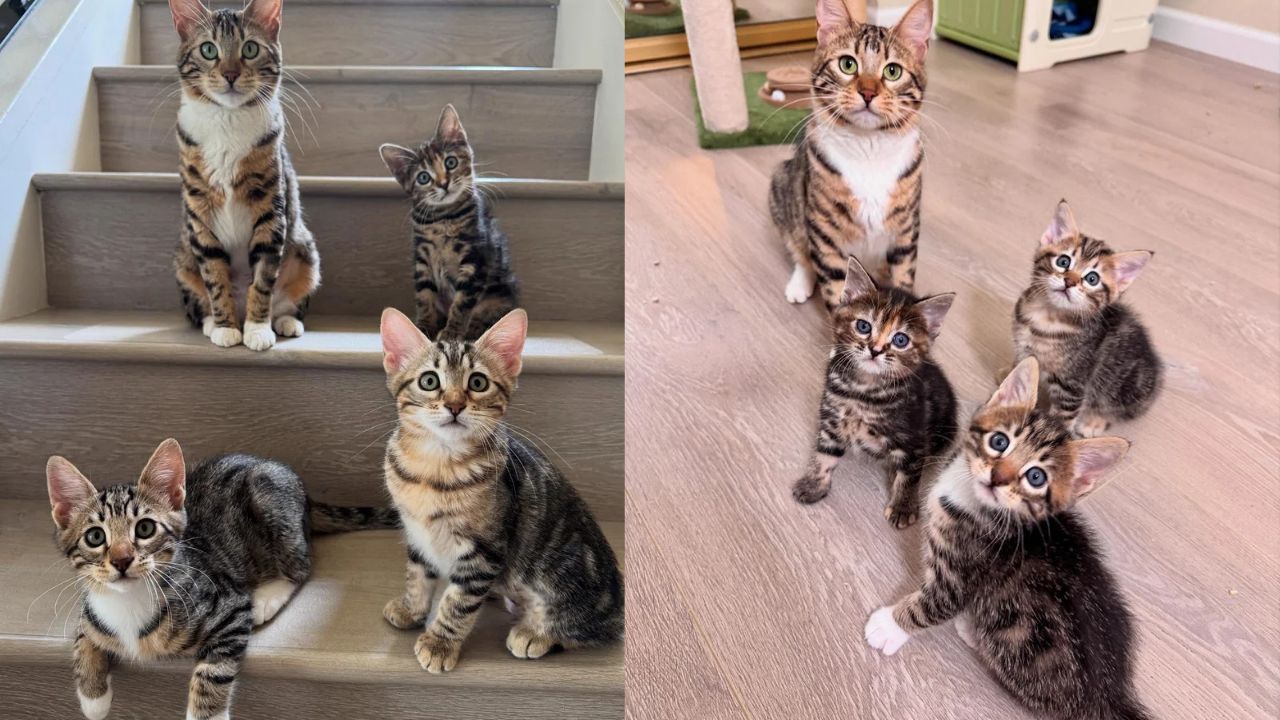California Family Plans to Adopt Kittens but Ends Up Taking Home Entire Cat Crew of Four – Heartwarming Story of Unbreakable Bond