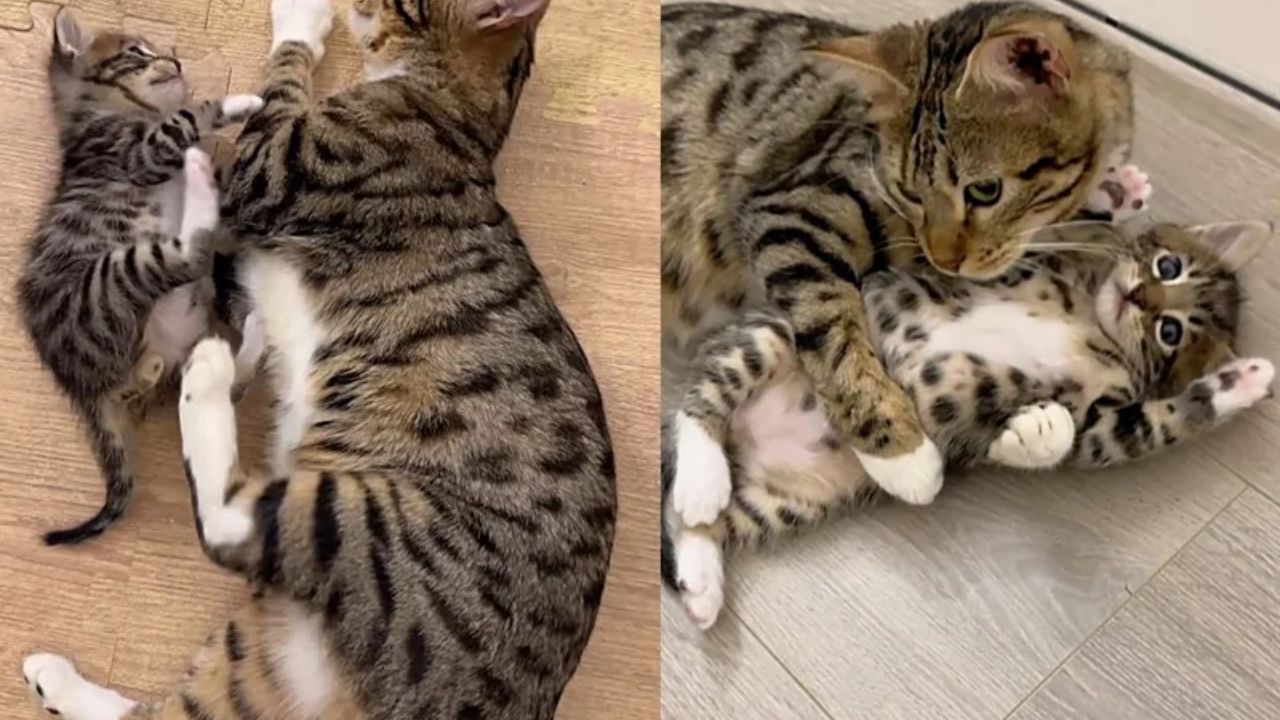 California Family Visits Shelter to Adopt One Kitten but Ends Up Taking Home Entire Cat Crew of Four