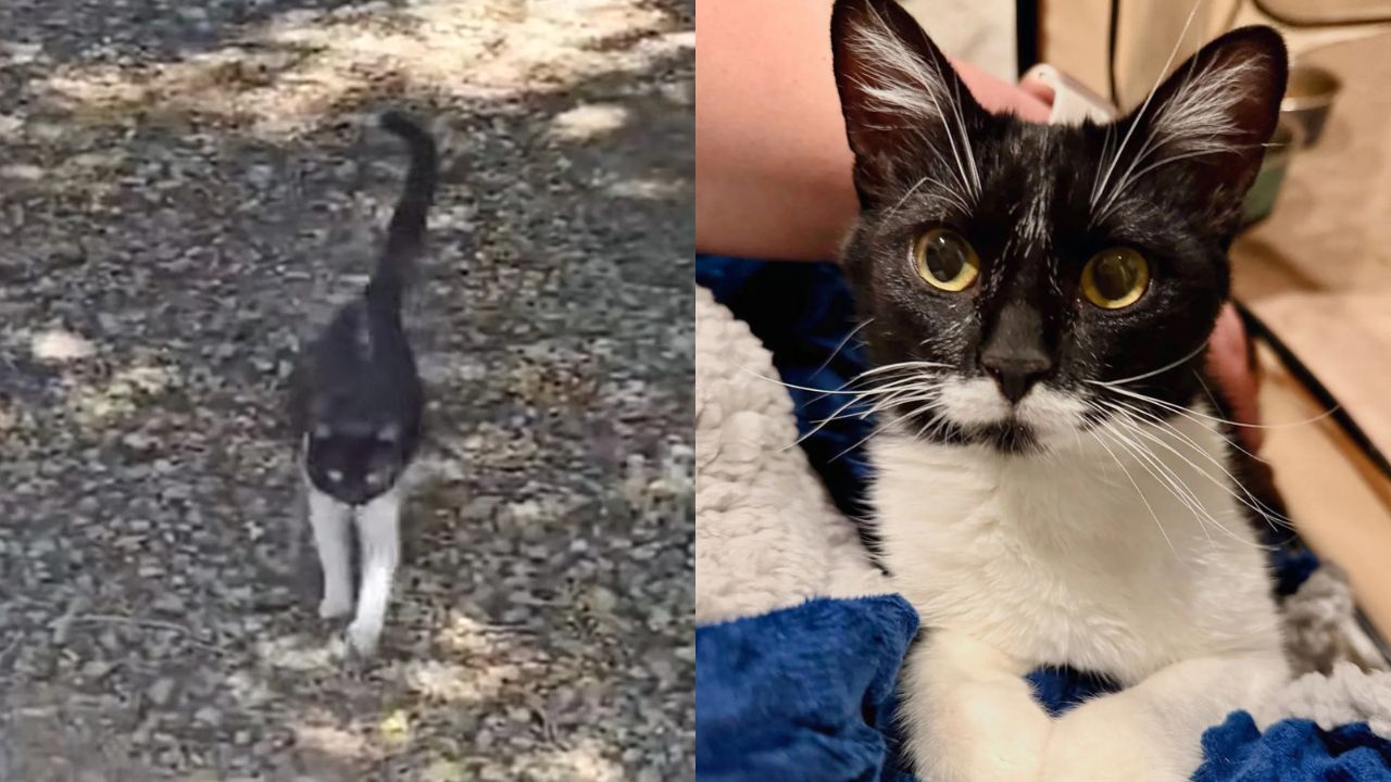Colorado Cat’s Journey from Streets to Safety Ends with the Sweet Arrival of Four Adorable Kittens