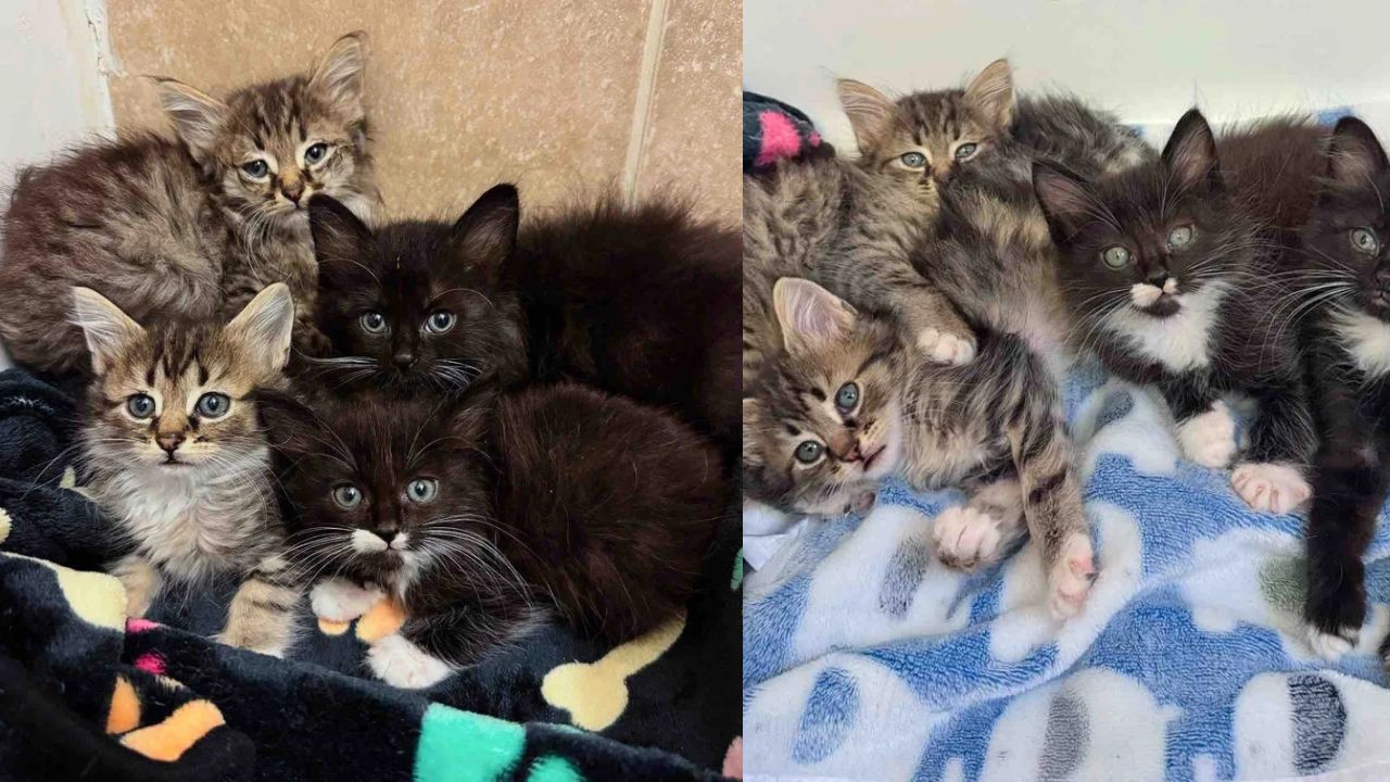 Florida Kittens’ Incredible Transformation from Terrified Huddle to Playful Indoor Life Goes Viral