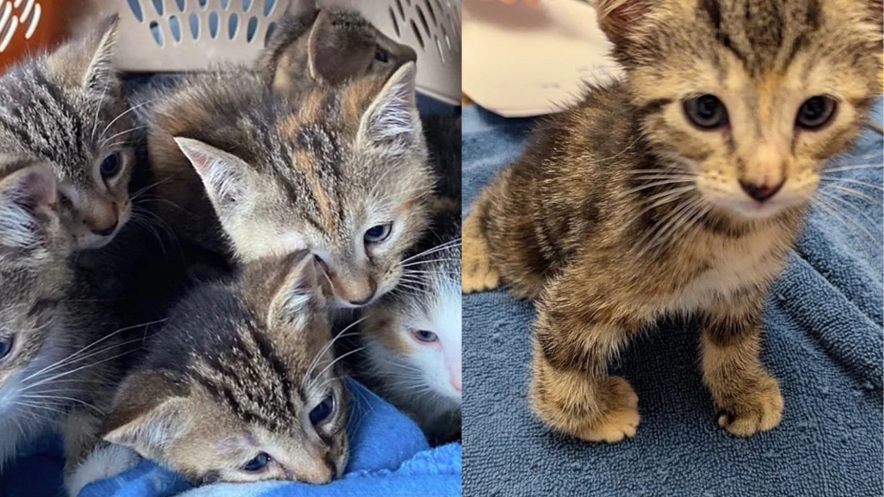 Heartwarming Moment in Montreal: Young Cat With Newly Fixed Paw Runs Freely and Inspires Shelter Kittens to Play Again.