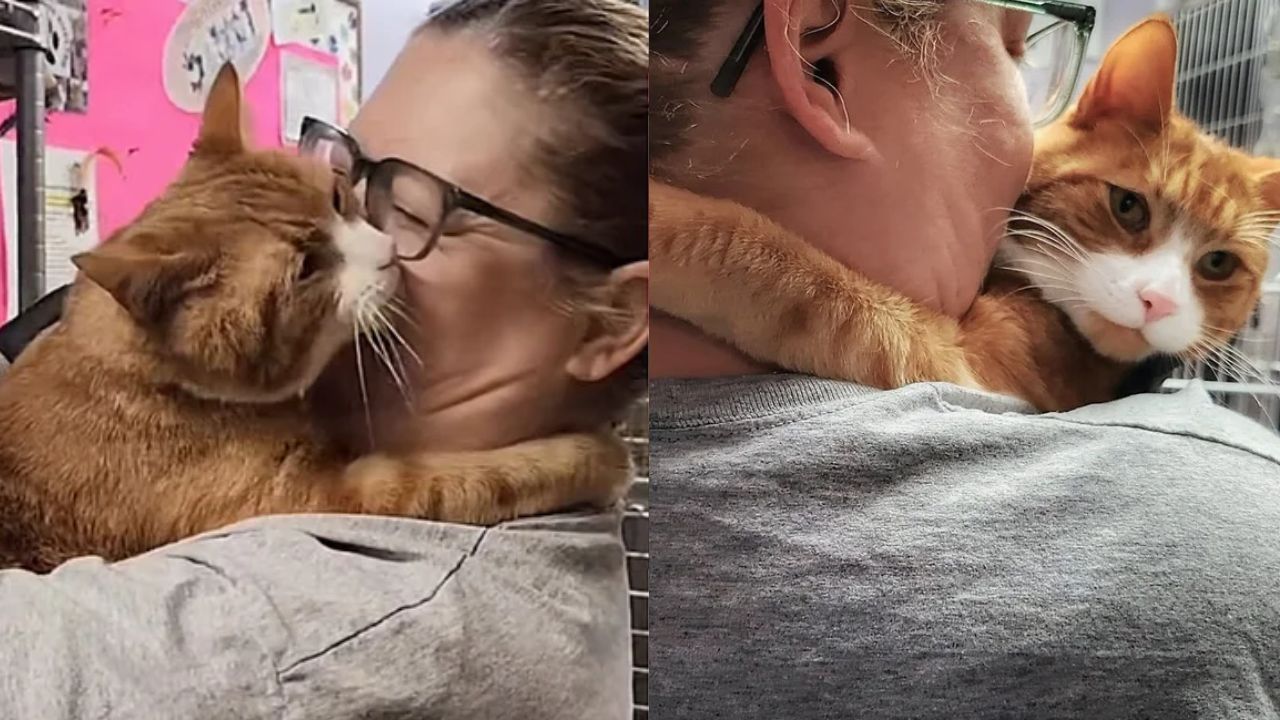 New Jersey Rescue Drama: Determined Cat Takes Matters Into His Own Paws After Spending Months Braving the Streets