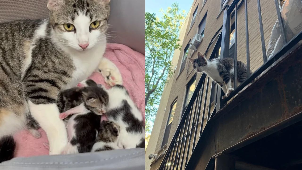 New York Community Shocked as Stray Cat Who Followed Neighbors Everywhere Gives Birth to Several Kittens