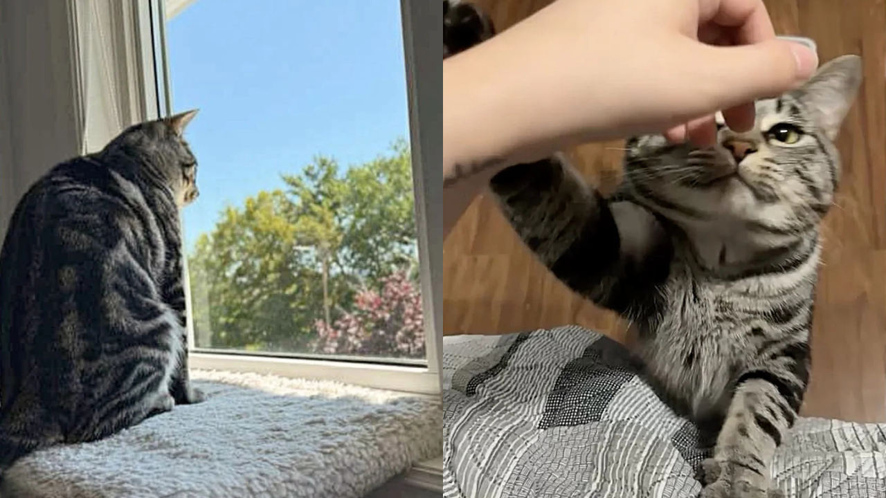 Newfoundland Shelter Cat Extends a Paw to Visiting Woman - And Gains a Forever Home in the Process