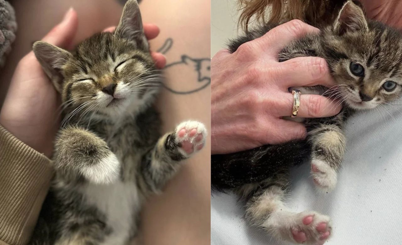 North Carolina Drive-Through Workers Hear Sound of Cat and Find Stranded Kitten That Got a Second Chance at Life
