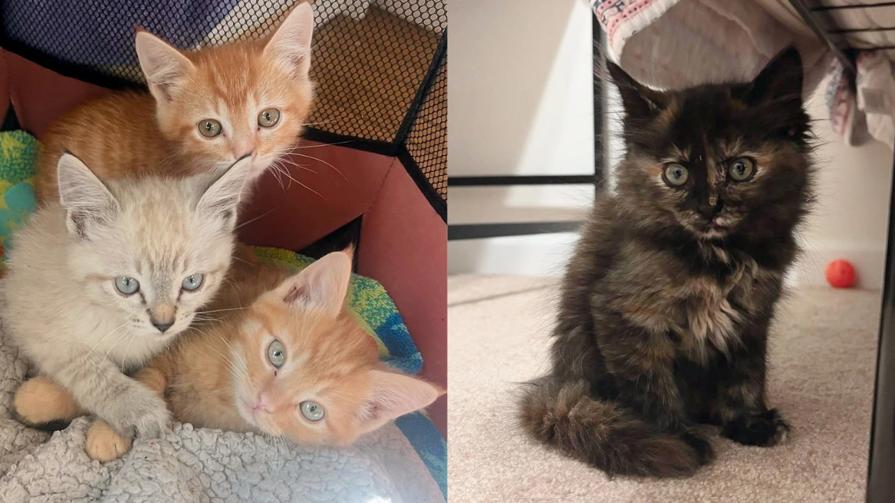 Office Workers Stunned to Find Family of Kittens in Ceiling - Leads to Days of Dramatic Rescue