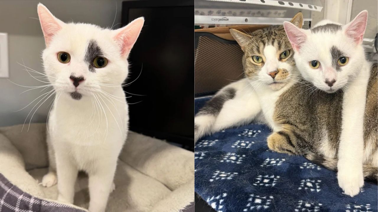 Ontario Shelter Kitten Brings Unexpected Joy, Becomes Lifeline for Lonely Cat in Need of a Friend
