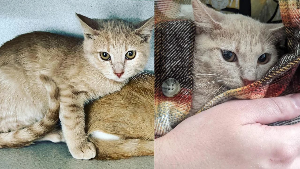 From Shy to Adorable: Skittish Kitten in California Becomes the Snuggliest Cat Ever, Melting Hearts Across the State