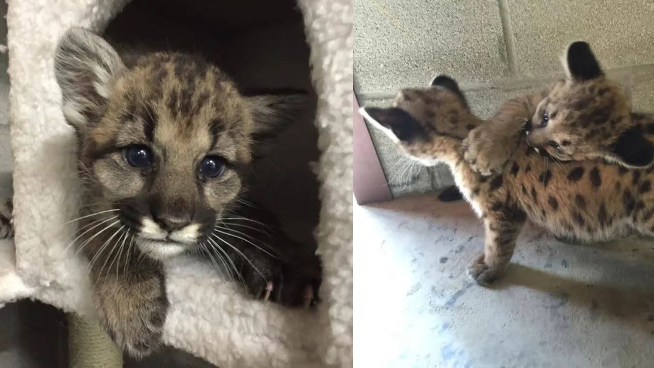 Tiny Baby Bobcat Wanders Into Napa Valley Home – Local Family Shocked by Adorable Wild Visitor