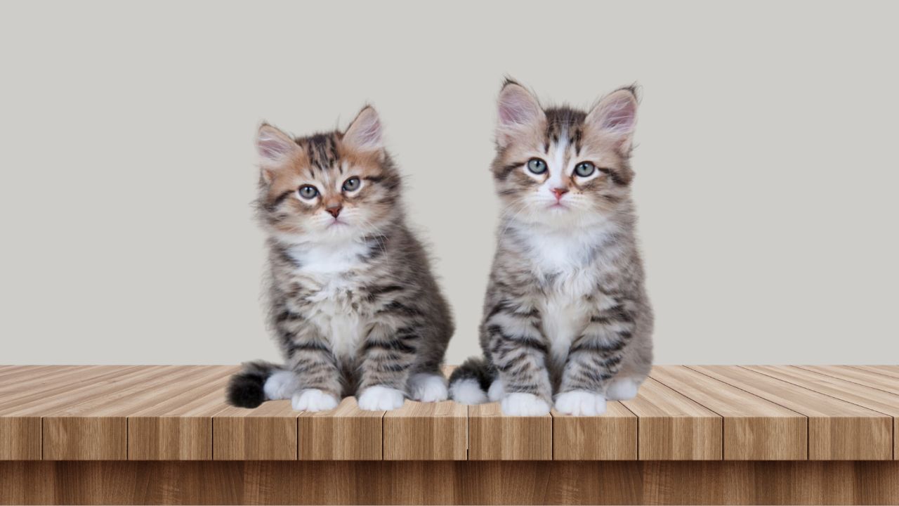 United States Cat Siblings Reunited After 5 Years in Emotional Viral Video That’s Breaking the Internet