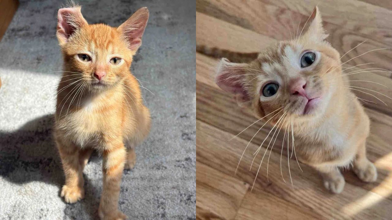 United States Shelter Miracle: Tiny Kitten with Curled Ear Can’t Stop Cuddling Cats and Dogs After Finding a Home.