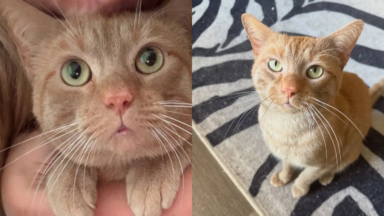 Virginia Neighbor Rescues Cat Trapped in Storm Drain After Refusing to Walk Away From Heartbreaking Scene