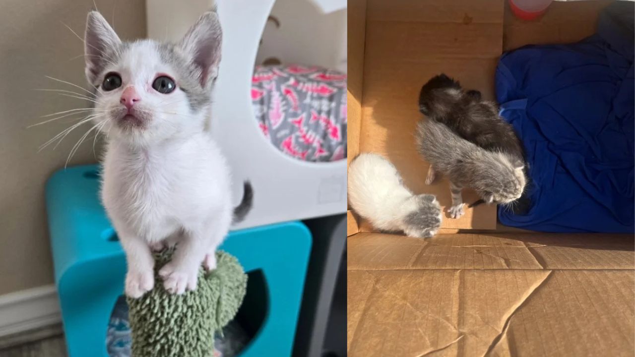 Abandoned in a Box on a California Doorstep, Three Kittens Find Hope and Happiness Thanks to Dedicated Rescuers