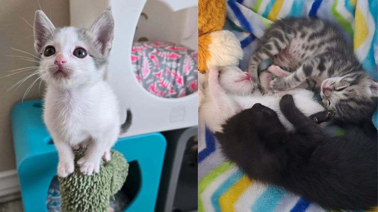 California Rescue: Abandoned Kittens Left in a Box on a Doorstep Grow Into Joyful Cats Thanks to Dedicated Volunteers
