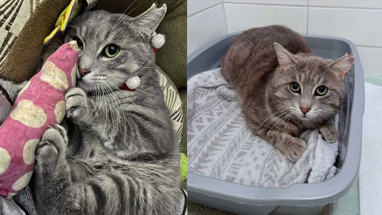 After Years on Québec Streets, Lonely Cat Finally Approaches a Rescuer and Finds a Home
