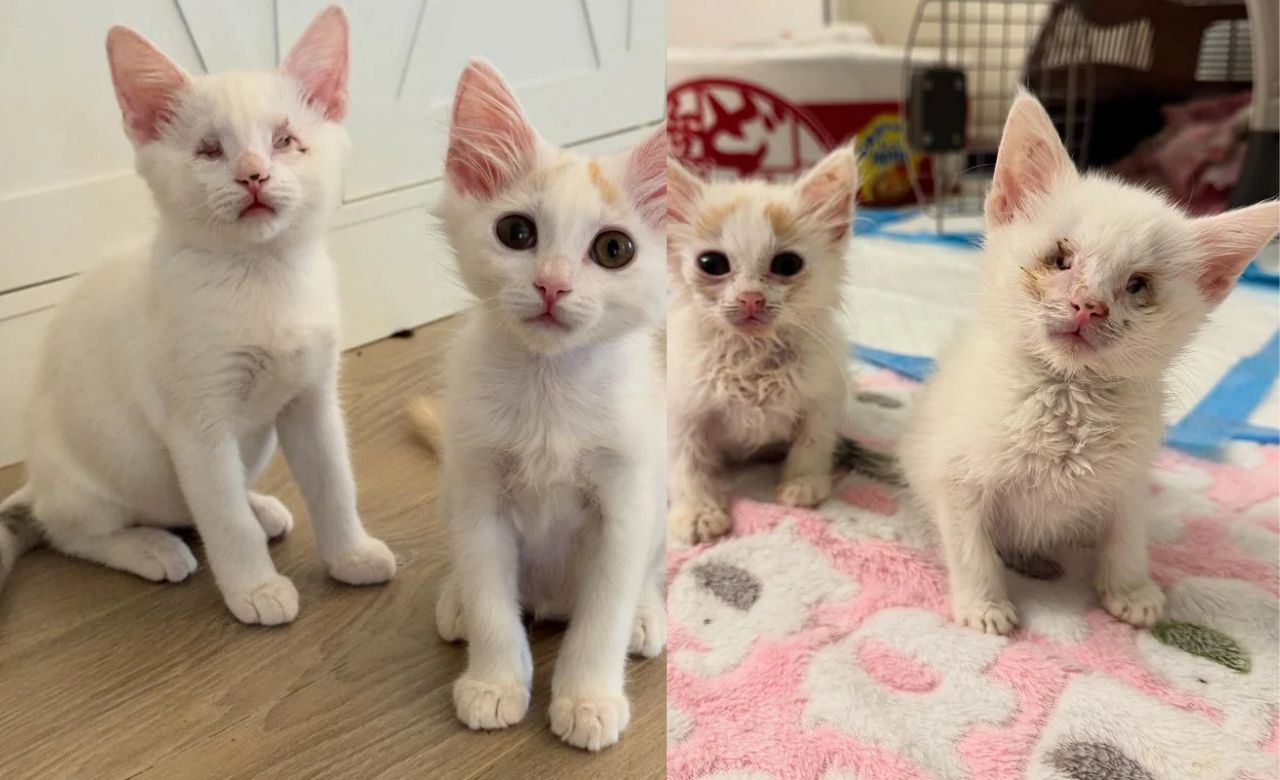 United States Rescue Story: Blind Kitten and Her Brother Brave Life’s Challenges and Win the Love of Every Cat They Meet
