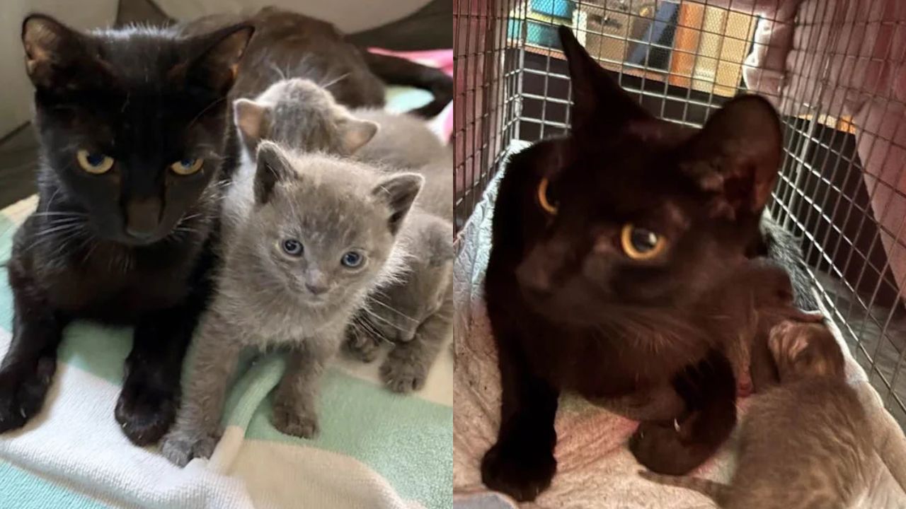 Brooklyn Residents Rescue Cat and Tiny Kittens From Parking Lot After Heartbreaking Discovery