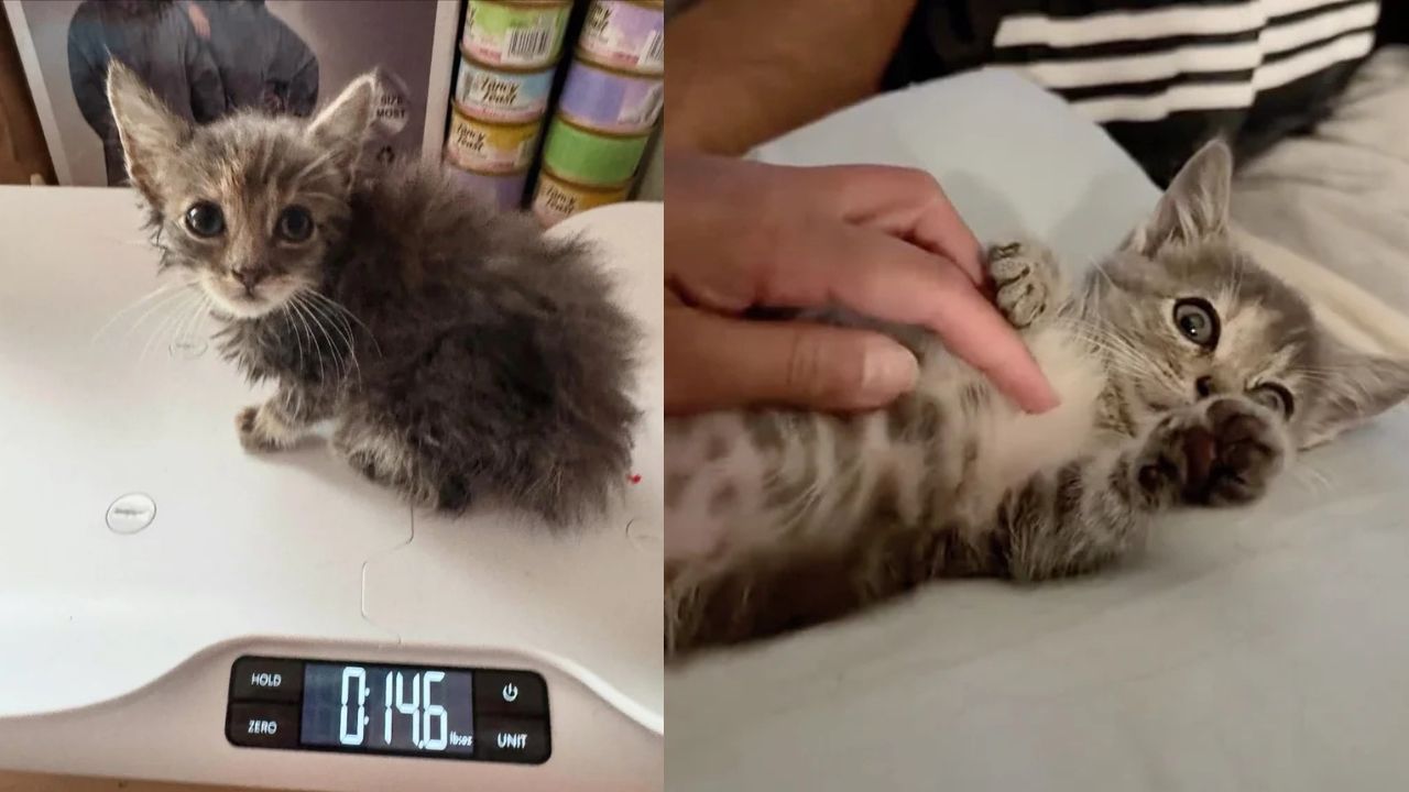 California Kitten Rescued From Shelter Truly Shines After Realizing She Never Has to Fight Again