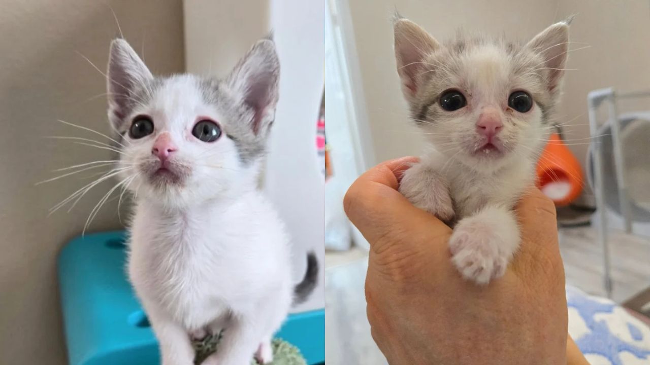 California Kittens Abandoned in a Box Grow Into the Happiest Young Cats Thanks to the Rescuers Who Never Gave Up