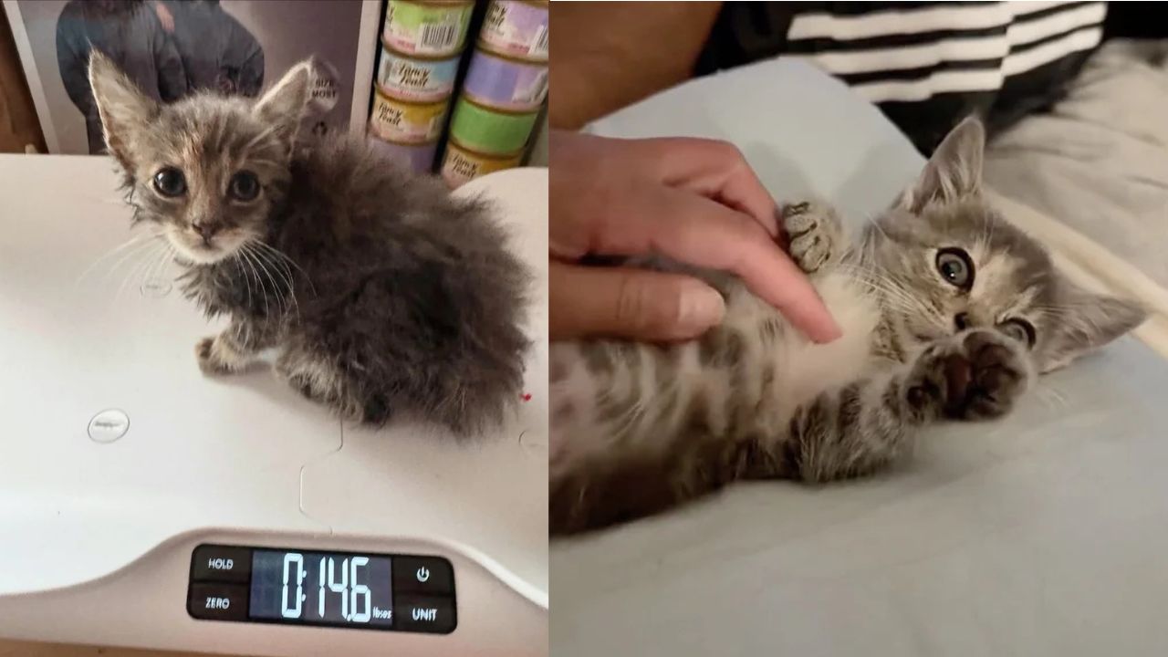 California Shelter Kitten Rescue Story: Weak and Lonely Kitten Transforms Into a Shining Star After Adoption