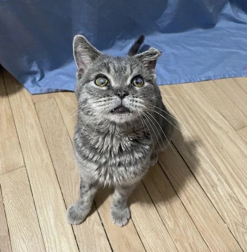 California Shelter’s Lonely Kitten Story Turns Heartwarming When Rescuers End Up Saving Three at Once