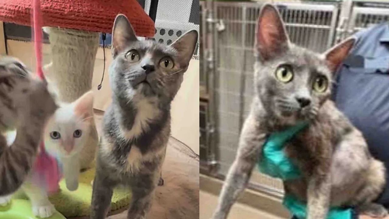 Colorado Cat Rescue Story That Melted Thousands of Hearts — From Struggle to Joy for a Skinny Mom Cat