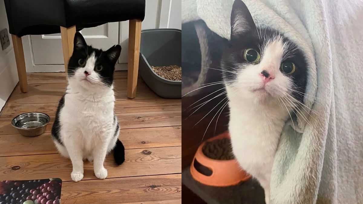 England Park Cat Rescued with Kitten, Her Hidden Quirky Personality Shocks Volunteers