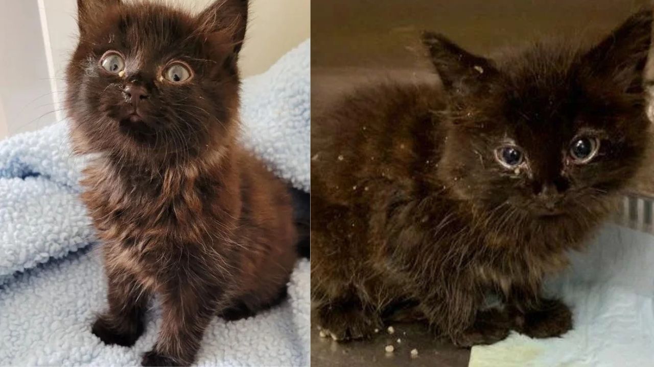 California Rescue Miracle: Feral Kitten Transforms Into Joyful Couch Cat After Finding a Loving Home