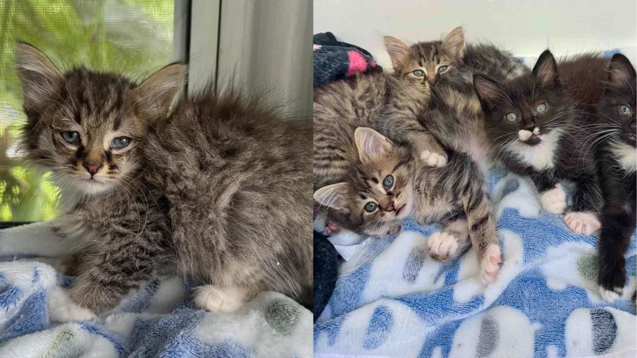 Florida Rescue Story: Kittens Go from Huddling in Fear to Joyfully Bouncing Indoors for the First Time.