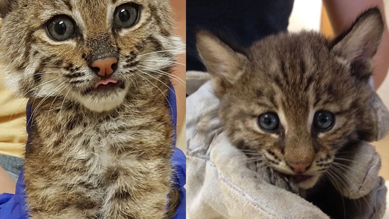 Florida Wildlife Hospital Rescues Baby Bobcat After Losing Brother and Finds Her a Loving New Friend