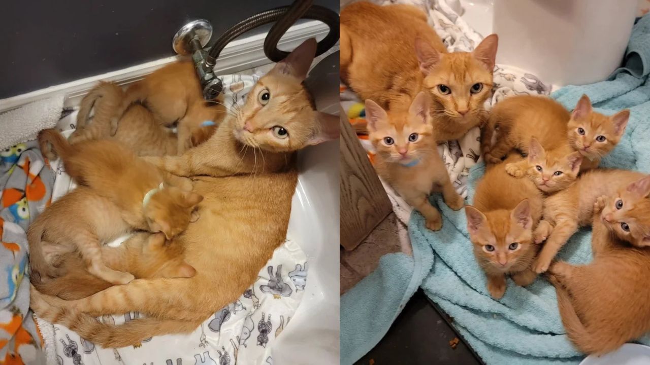 Florida Woman Rescues Shelter Cat and Five Orange Kittens, Overnight Their Lives Take a Heartwarming Turn