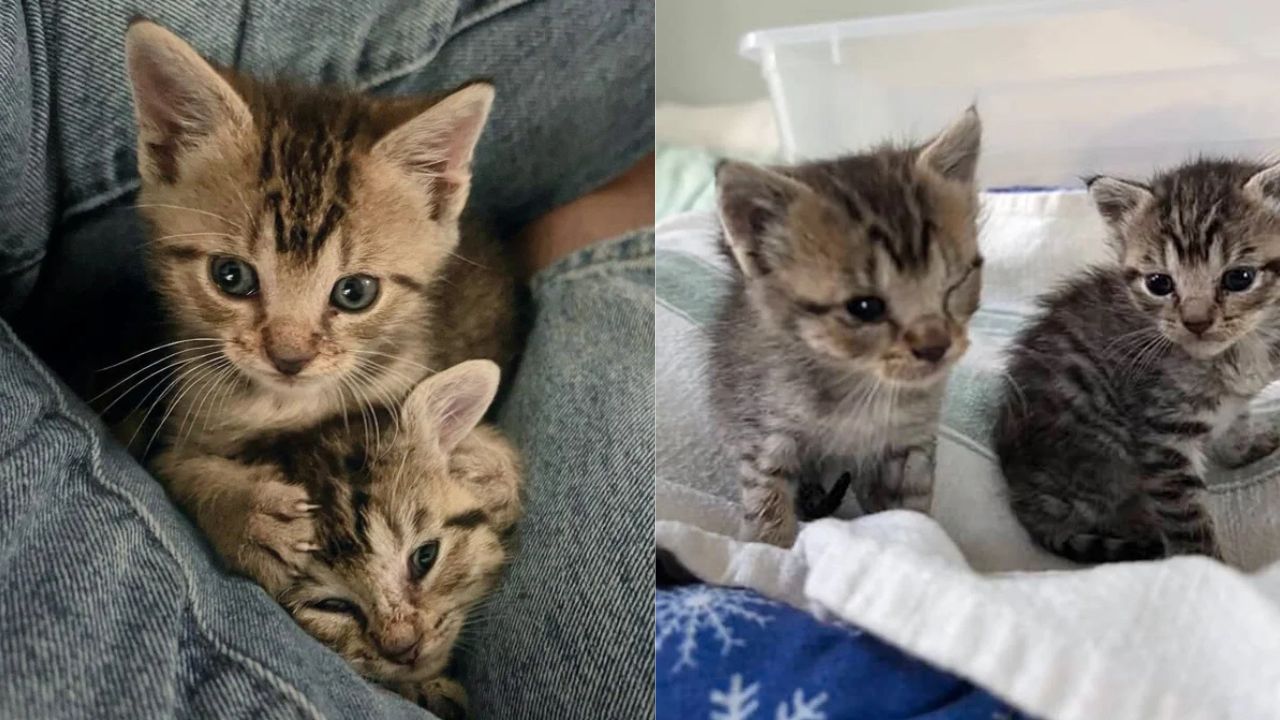 From Tree Branches to a Cozy Home: Two Kittens Rescued in Georgia Now Live as Bonded House Cats