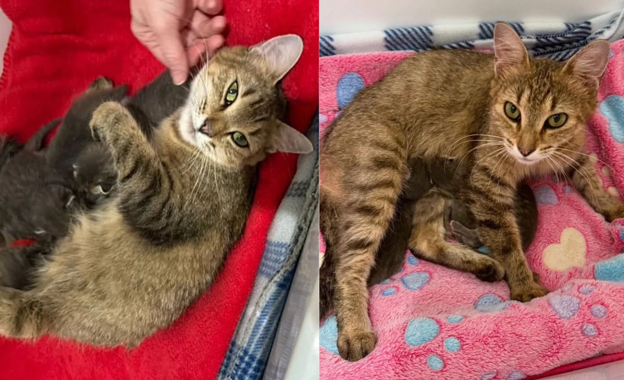 Georgia Boat Rescue Miracle: Cat Discovered With Hidden Kittens Under Seat, Kindness Changes Their Lives Forever
