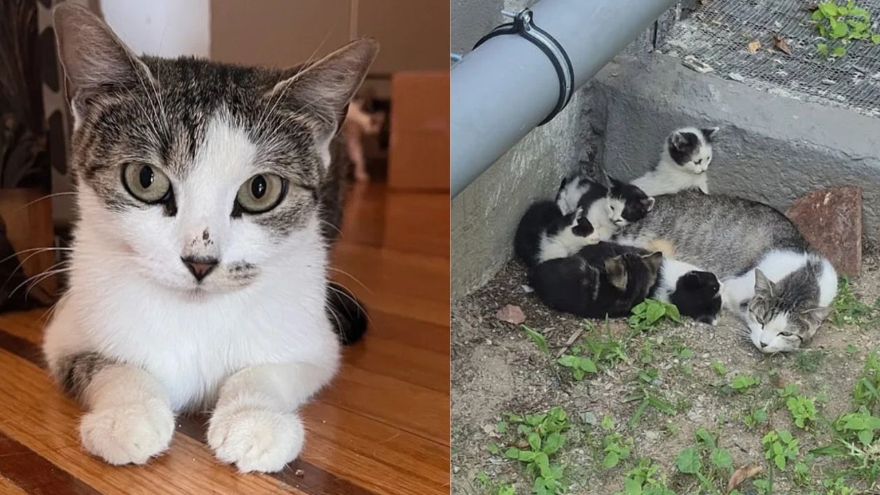 Heartbreaking Discovery in New York: Cat Found Living Outside Public Housing With Tiny Kittens, Rescuers Refuse to Leave Them Behind