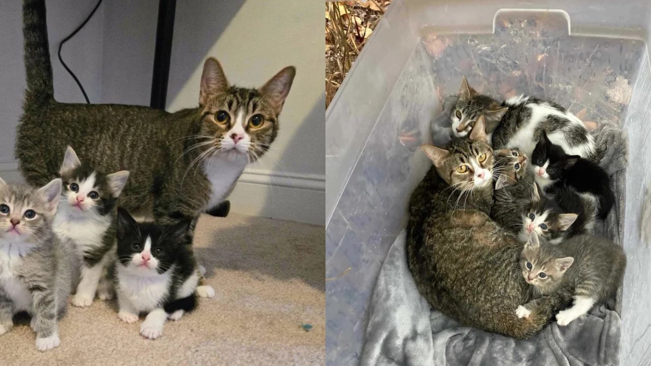 Heartfelt Rescue in the United States: Couple’s Intuition Leads Them to a Hidden Family of Cats and Kittens Living in the Park