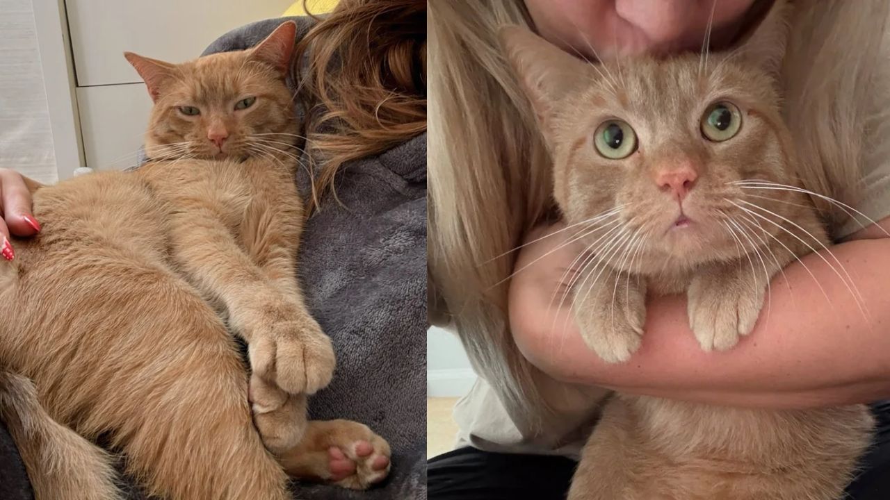 Heartwarming Rescue in Alexandria: Kind Neighbor Saves Cat Found Living in Storm Drain and Refuses to Walk Away