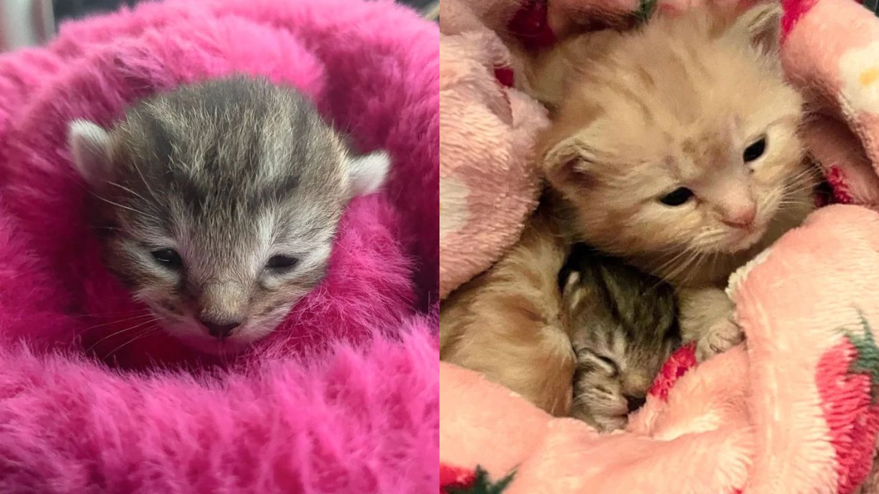 Heartwarming Rescue in England: Stray Cat Gives Birth Moments After Finding Shelter and Adopts Another Helpless Kitten