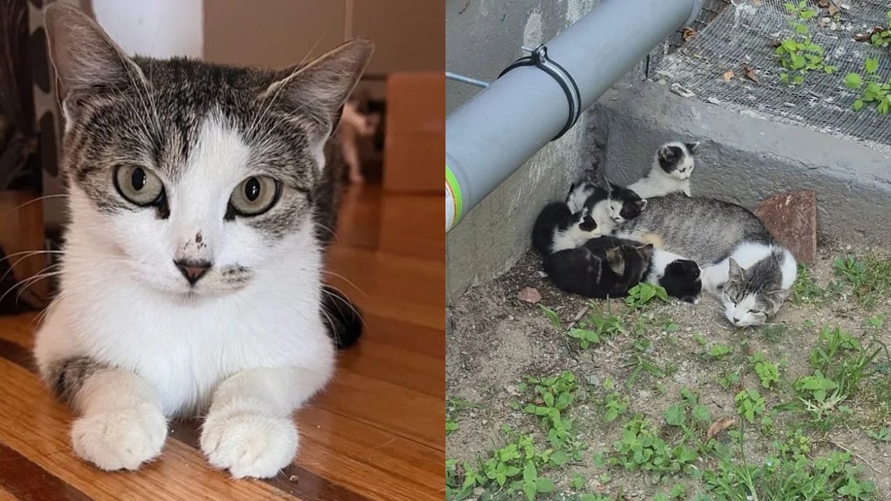 Heartwarming Rescue in New York: Cat Found Living Outside Public Housing With Tiny Kittens Finally Saved by Volunteers