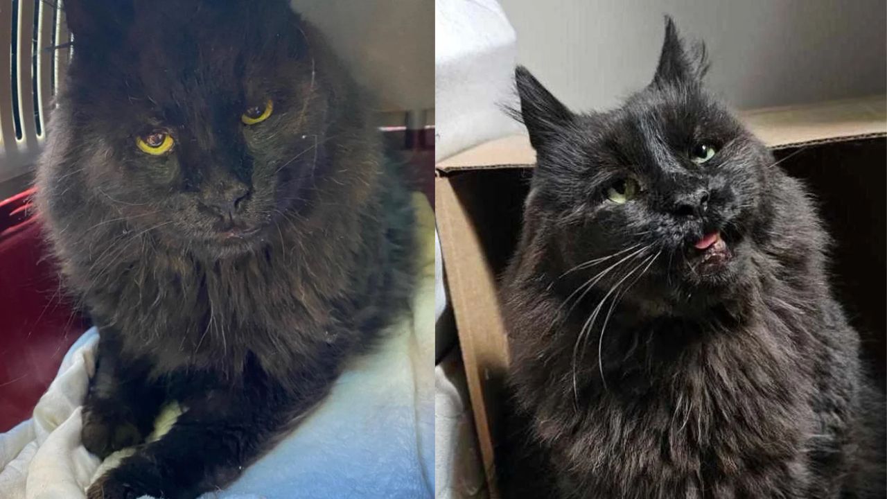 Heartwarming Rescue in Québec: Cat Feels Pure Joy for the First Time After Years of Hard-Knock Life and Neglect