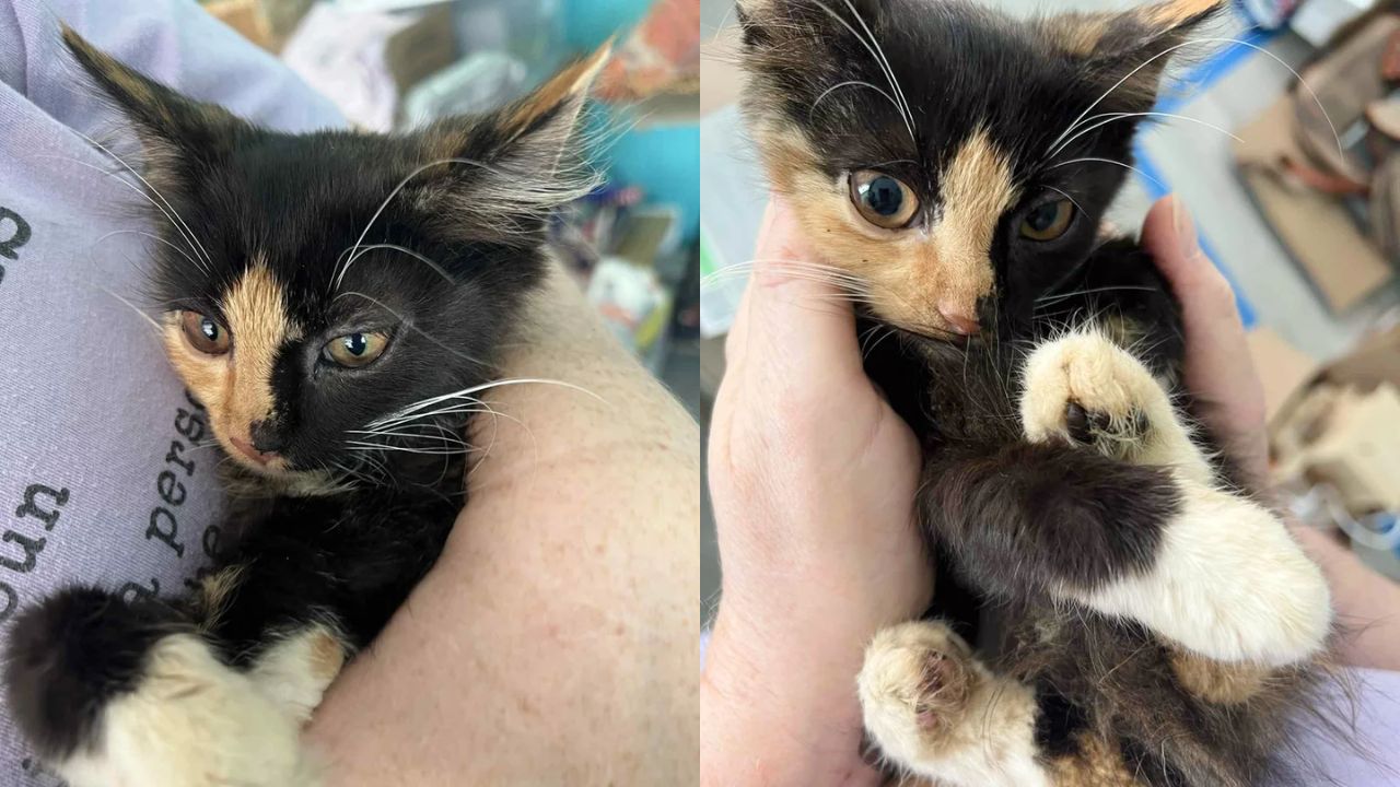 Heartwarming Rescue in USA as Woman Sees Kitten Emerge From Bushes and Refuses to Leave Her Behind