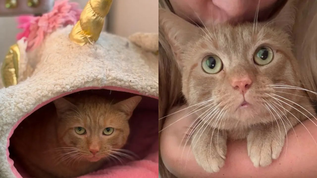 Heartwarming Rescue in Virginia: Kind Neighbor Saves Lonely Cat Living in Storm Drain and Gives Him a New Life