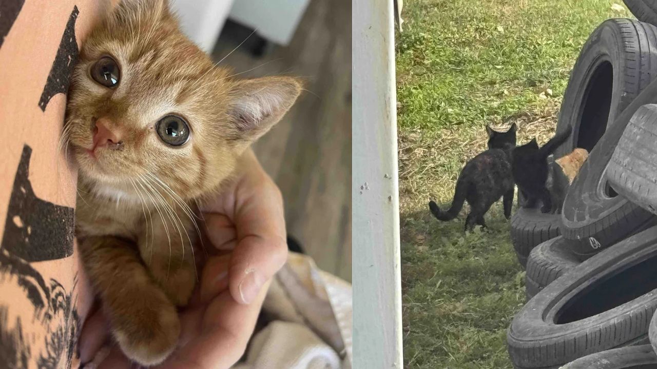 Heartwarming Surprise in North Carolina: Lost Tire Shop Cat Reappears With Two Adorable Kittens After Long Search