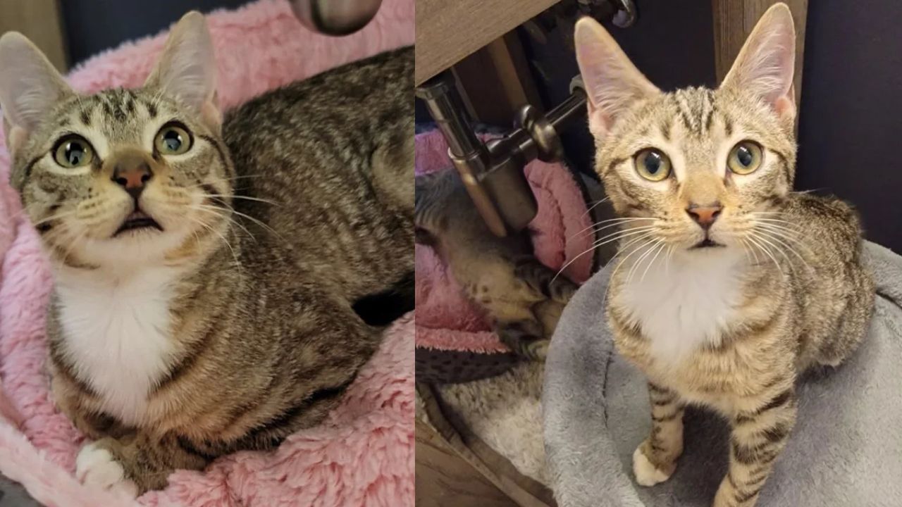 Florida Miracle: Hungry Kitten Walks Into Front Yard Begging for Food but Finds a Life-Changing Rescue Instead