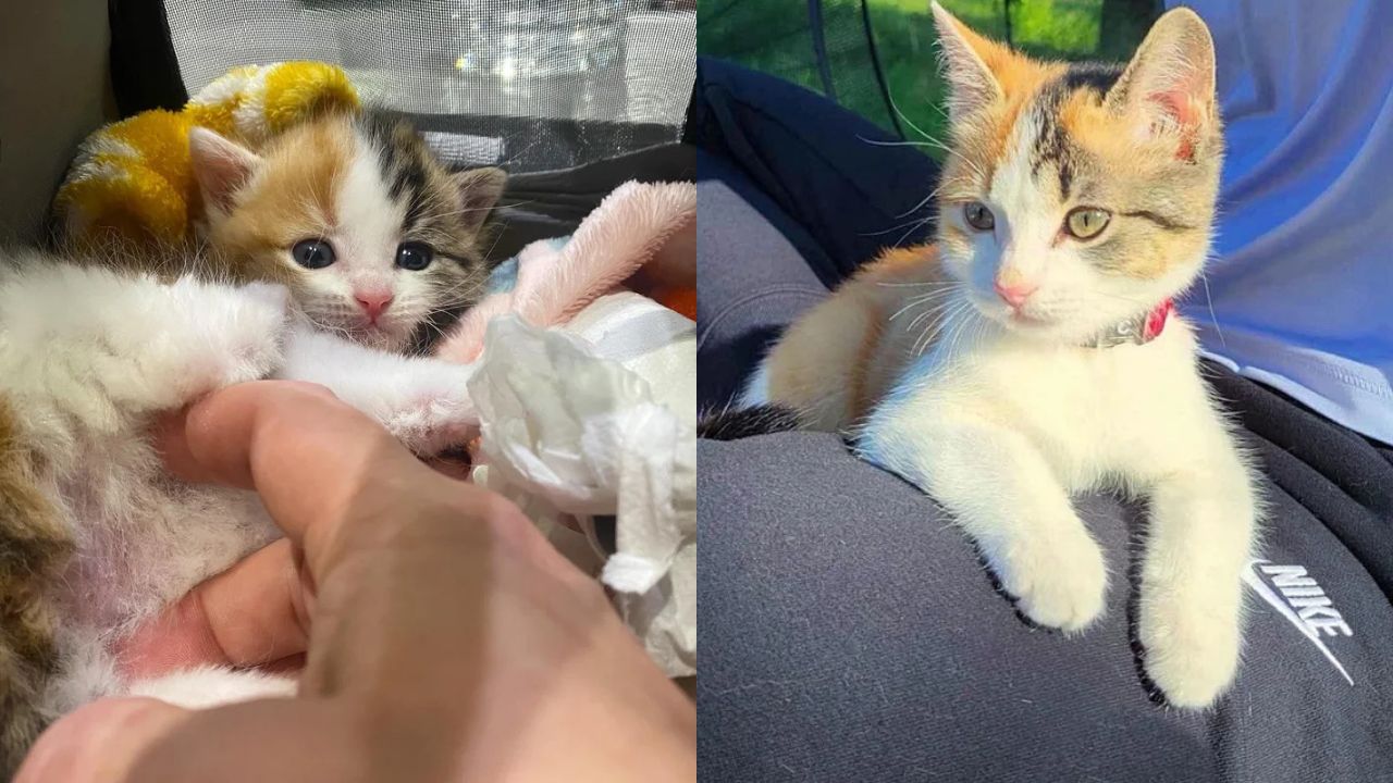Incredible Rescue in the United States: Tiny Kitten Found Alone Under a House Turns Out to Be an Adventure Cat Following Strangers Everywhere